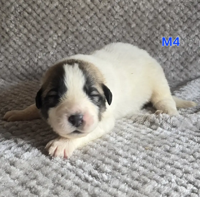 Chiot, Chien de montagne des Pyrénées, élevage De la Vallee des Ch'Tis Patou