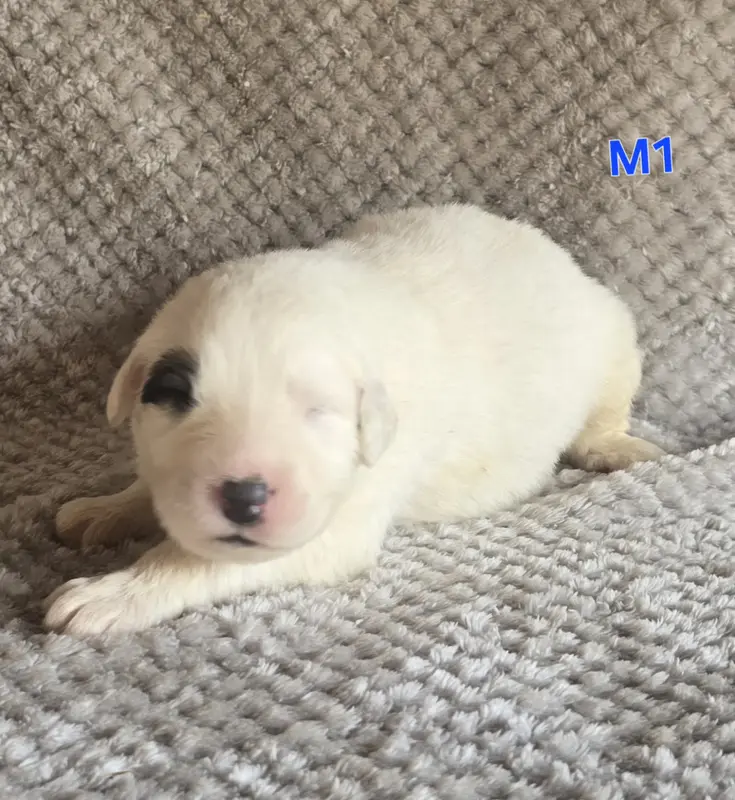 Chiot, Chien de montagne des Pyrénées, élevage De la Vallee des Ch'Tis Patou