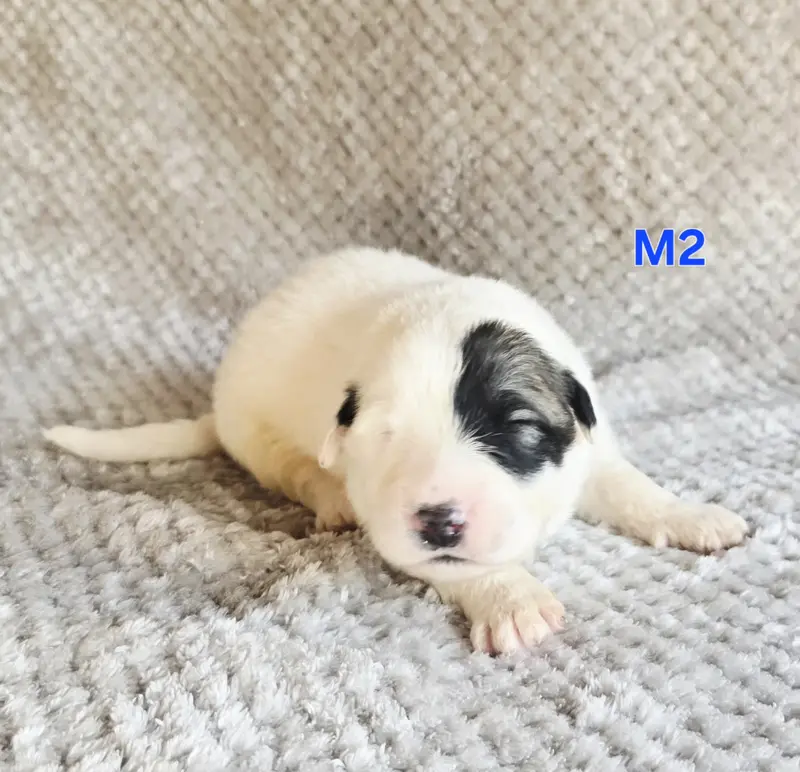 Chiot, Chien de montagne des Pyrénées, élevage De la Vallee des Ch'Tis Patou