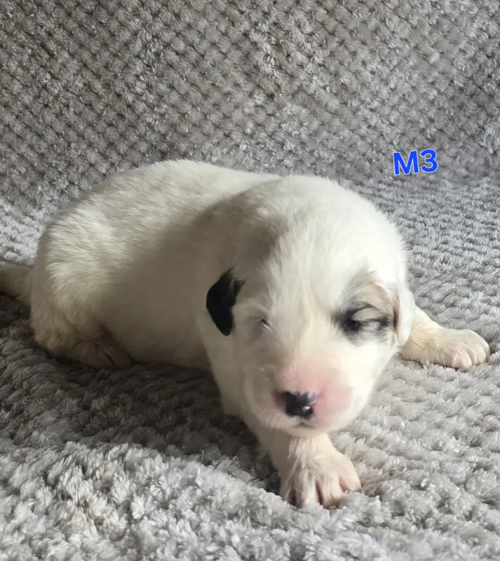 Chiot, Chien de montagne des Pyrénées, élevage De la Vallee des Ch'Tis Patou