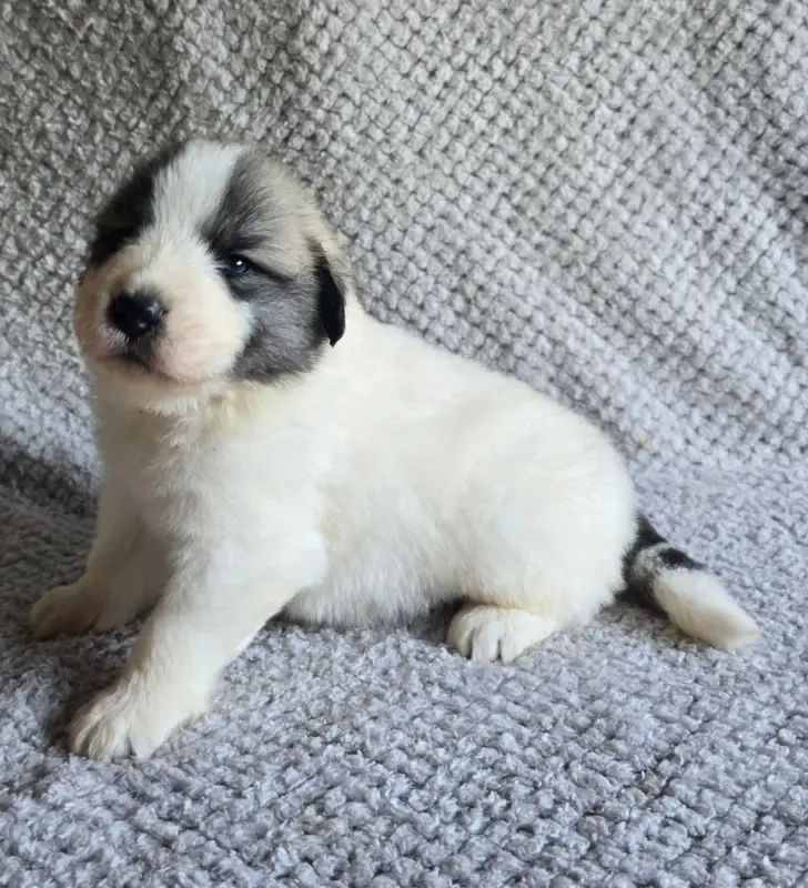Portée de Chien de montagne des Pyrénées, élevage De la Vallee des Ch'Tis Patou