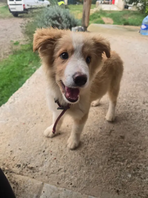Portée de Border collie, élevage Des Gardiens du Camp