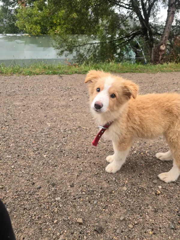 Berlin, Border collie, élevage Des Gardiens du Camp