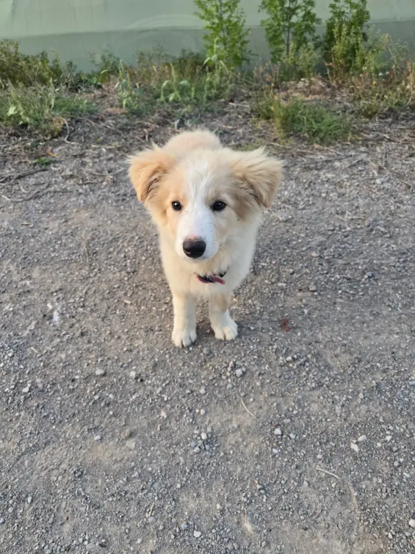 Bamako, Border collie, élevage Des Gardiens du Camp