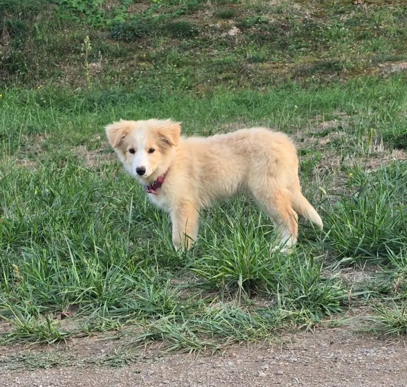 Portée de Border collie, élevage Des Gardiens du Camp