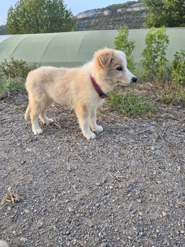 Portée de Border collie, élevage Des Gardiens du Camp
