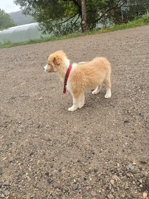 Portée de Border collie, élevage Des Gardiens du Camp