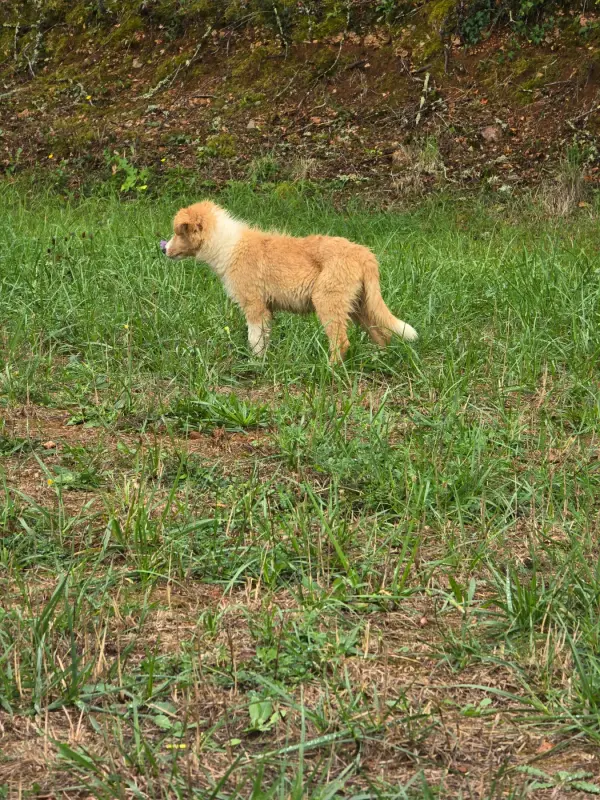Portée de Border collie, élevage Des Gardiens du Camp