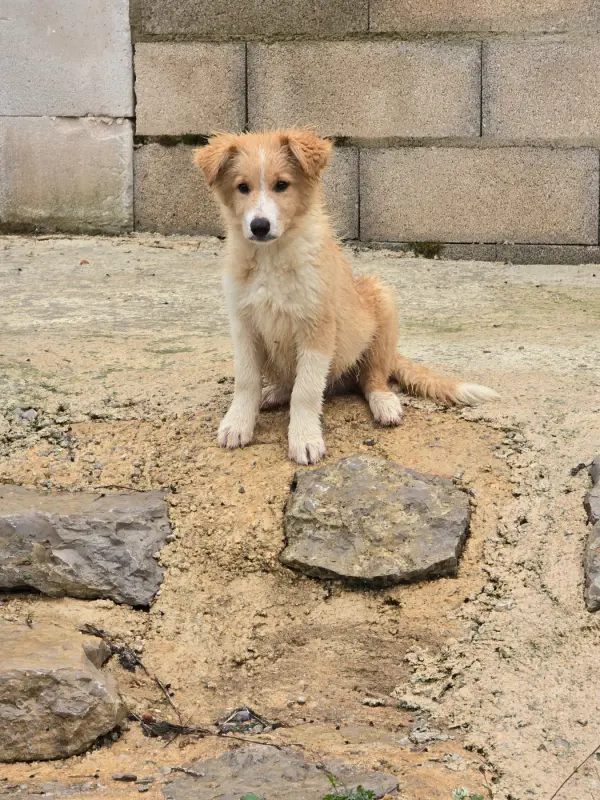 Bilbao, Border collie, élevage Des Gardiens du Camp
