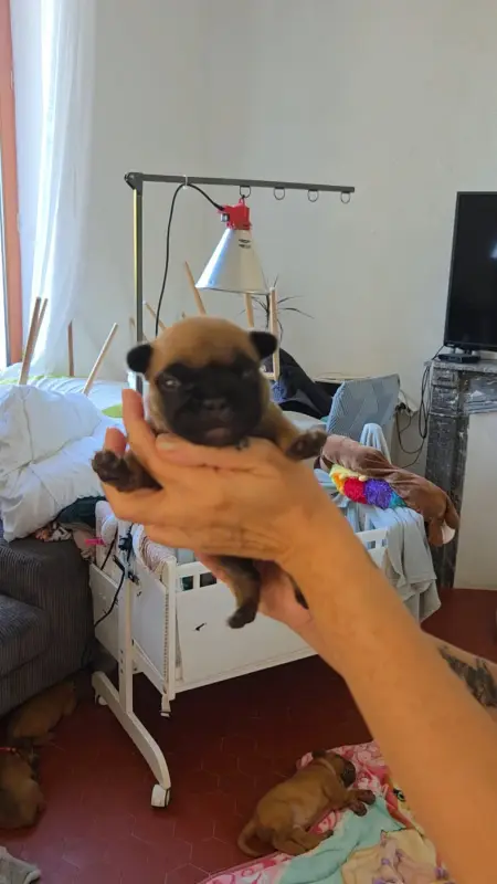 Chiot, Bouledogue français, élevage De la Riviere de Sunny