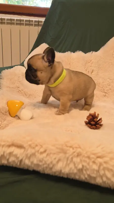 Portée de Bouledogue français, élevage De la Riviere de Sunny