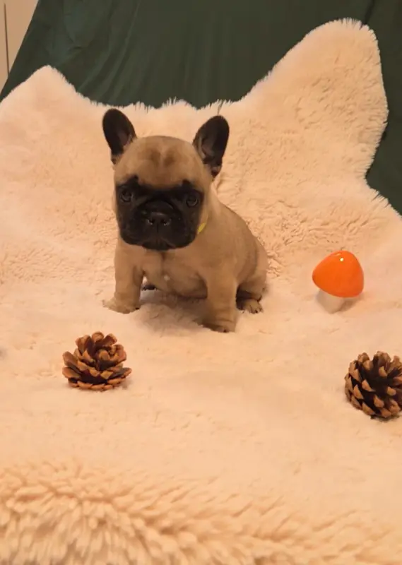Portée de Bouledogue français, élevage De la Riviere de Sunny