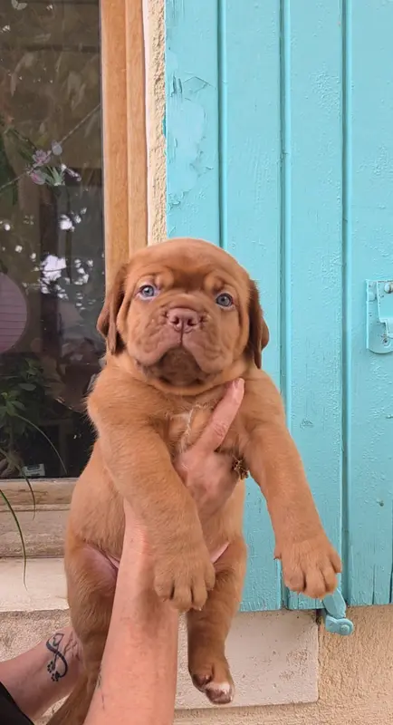 Chiot, Dogue de Bordeaux, élevage De la Riviere de Sunny