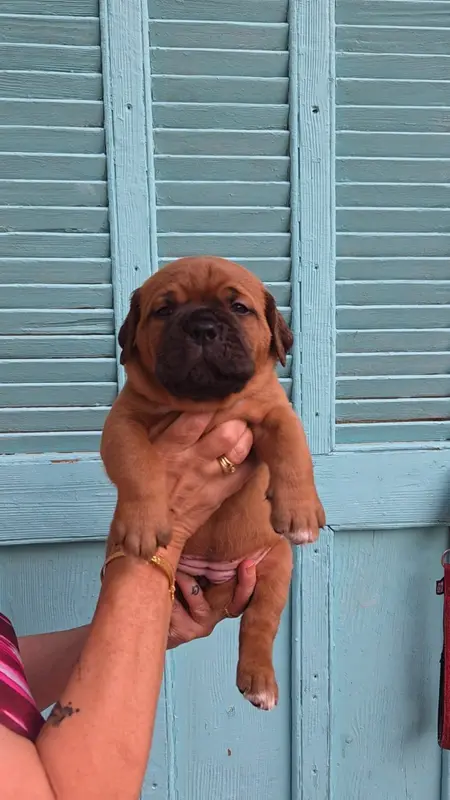 Chiot, Dogue de Bordeaux, élevage De la Riviere de Sunny