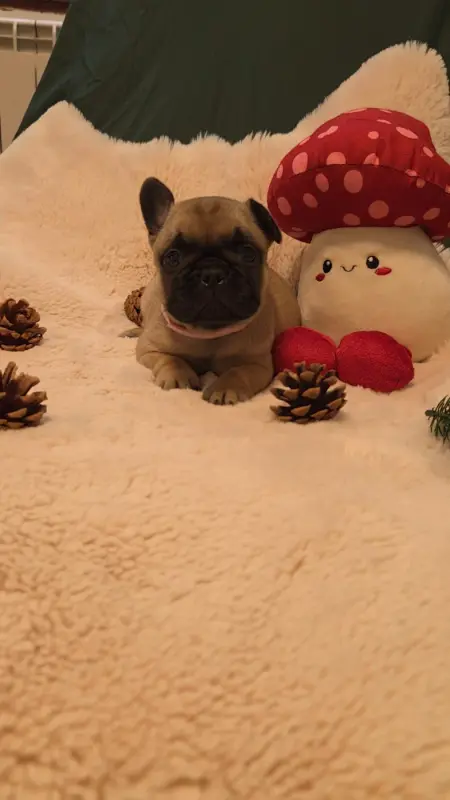 Portée de Bouledogue français, élevage De la Riviere de Sunny