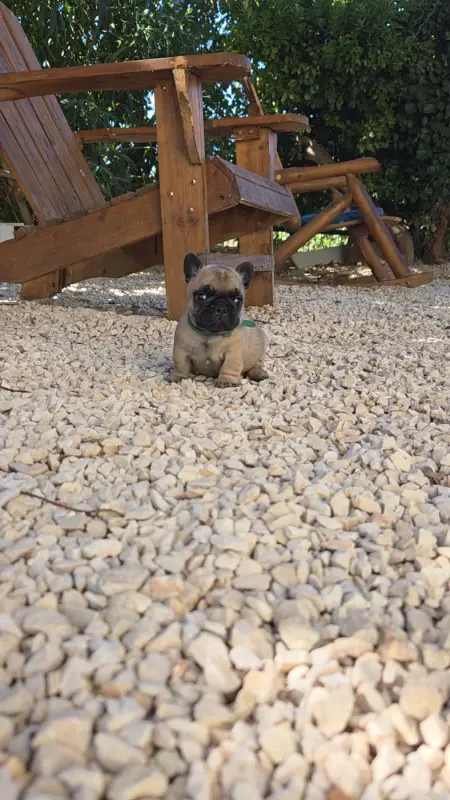 Chiot, Bouledogue français, élevage De la Riviere de Sunny