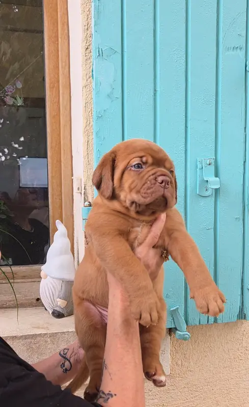 Portée de Dogue de Bordeaux, élevage De la Riviere de Sunny