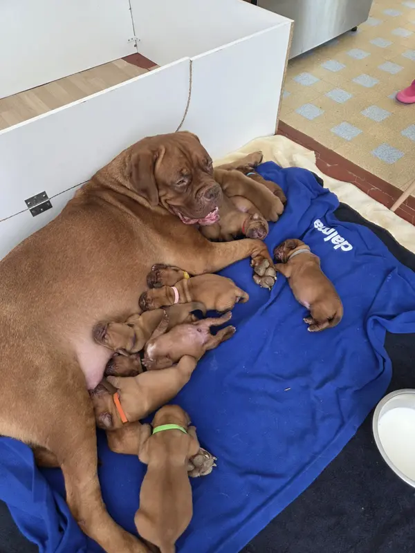 Portée de Dogue de Bordeaux, élevage De la Riviere de Sunny