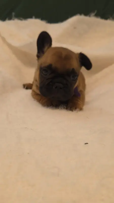 Portée de Bouledogue français, élevage De la Riviere de Sunny