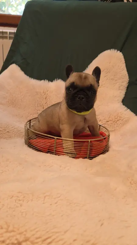Portée de Bouledogue français, élevage De la Riviere de Sunny