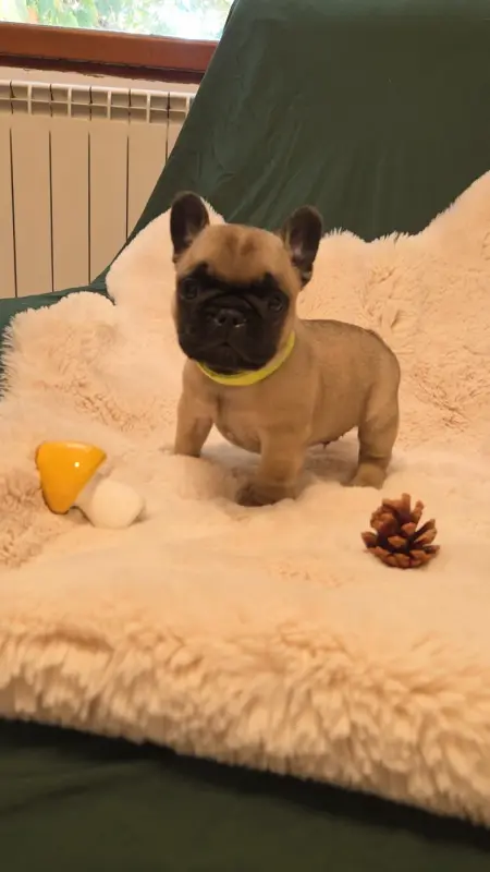 Portée de Bouledogue français, élevage De la Riviere de Sunny
