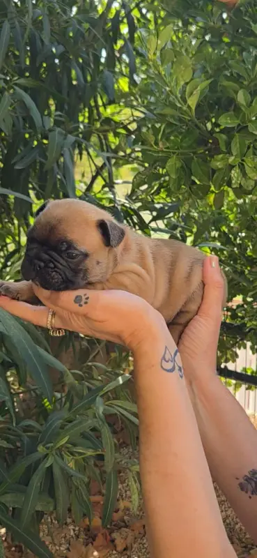 Chiot, Bouledogue français, élevage De la Riviere de Sunny