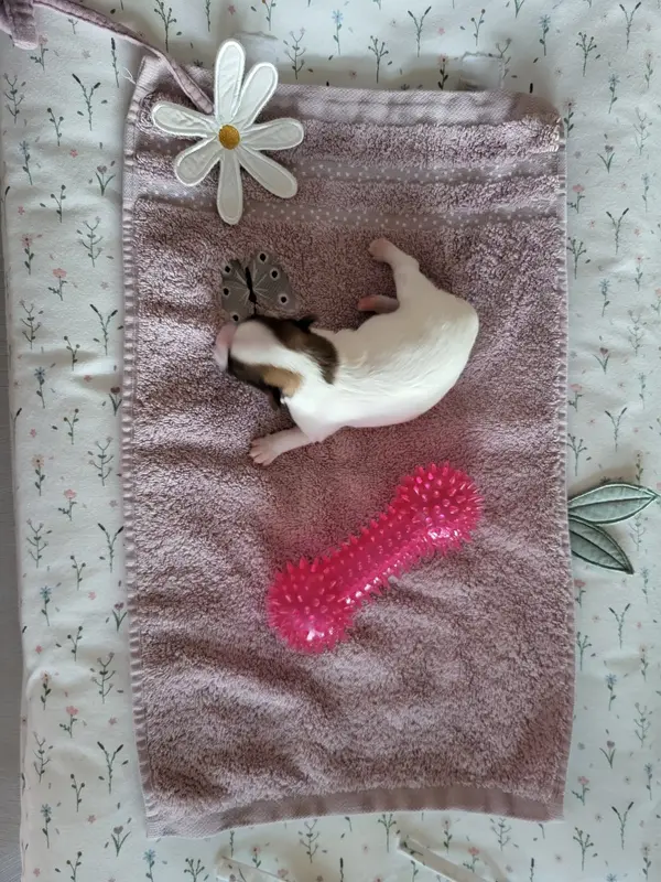 Photo de l'élevage Of Cristy'Dogs