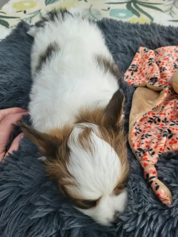 Photo de l'élevage Of Cristy'Dogs