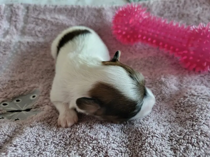 Photo de l'élevage Of Cristy'Dogs