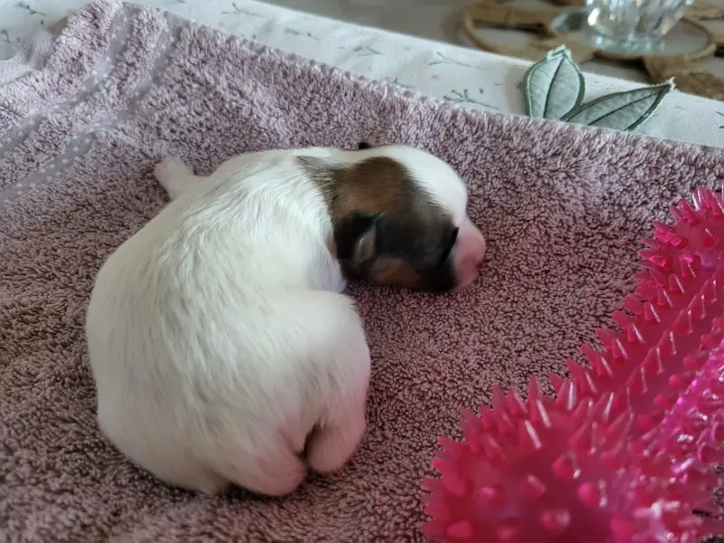 Photo de l'élevage Of Cristy'Dogs