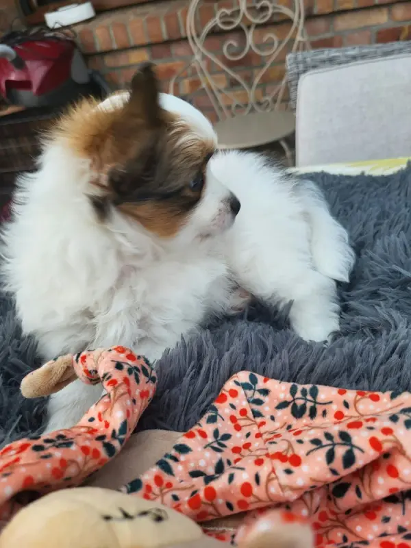 Photo de l'élevage Of Cristy'Dogs