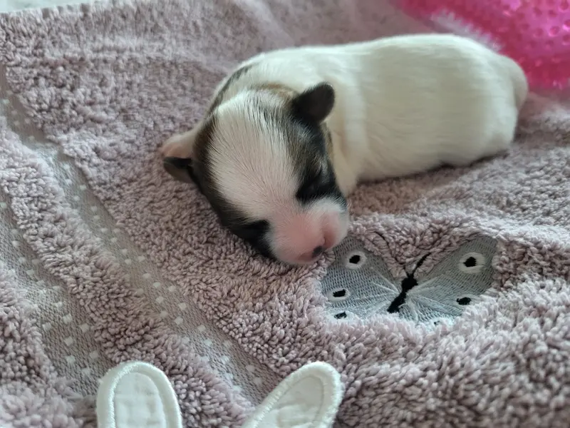 Photo de l'élevage Of Cristy'Dogs
