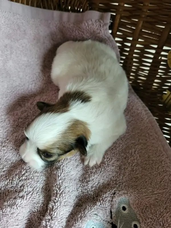 Photo de l'élevage Of Cristy'Dogs