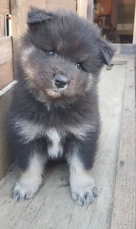 Portée de Chien finnois de Laponie, élevage Domaine de Merlou