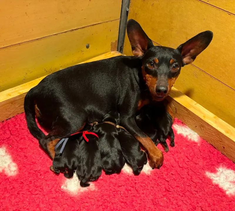 Portée de Pinscher nain, élevage De la Plaine Bretonne