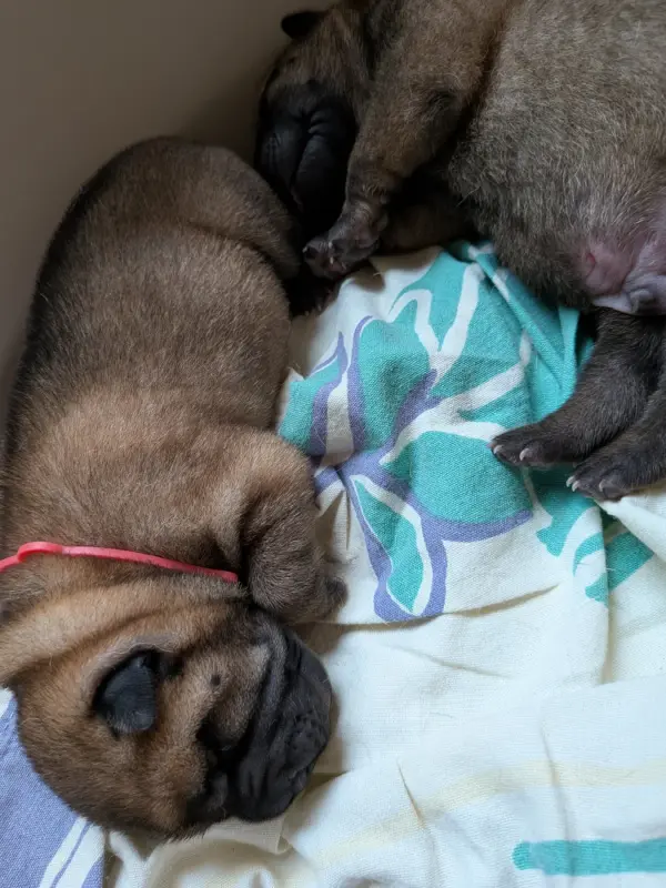 CHIOT 3 collier rouge, Shar-pei, élevage De la Fontaine Verte