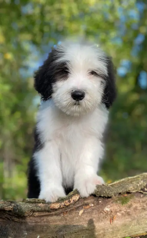Portée de Bearded collie, élevage Of Pure Magic Wood
