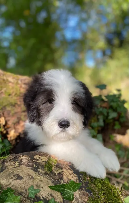 Portée de Bearded collie, élevage Of Pure Magic Wood