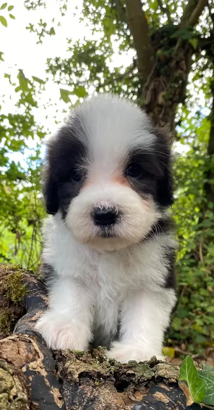 Chiot N°3 couleur Noir et Blanc Collier 3, Bearded collie, élevage Of Pure Magic Wood