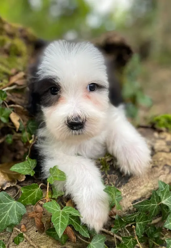 Chiot N°4 couleur Noir et Blanc Collier 2, Bearded collie, élevage Of Pure Magic Wood