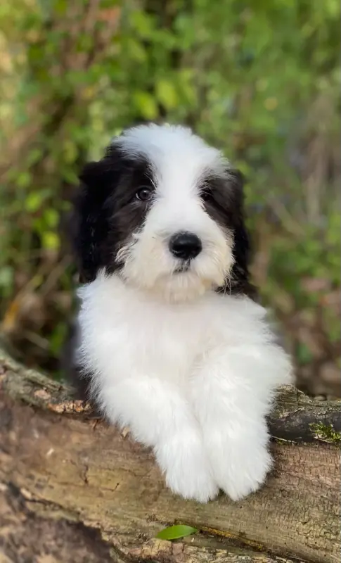 Portée de Bearded collie, élevage Of Pure Magic Wood