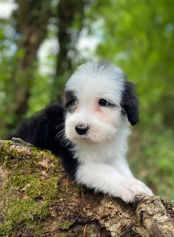 Portée de Bearded collie, élevage Of Pure Magic Wood