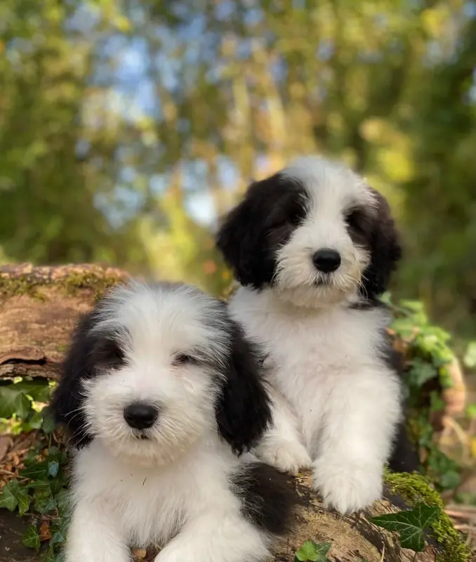 Portée de Bearded collie, élevage Of Pure Magic Wood