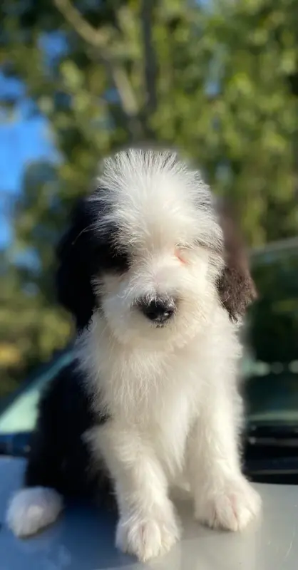 Portée de Bearded collie, élevage Of Pure Magic Wood