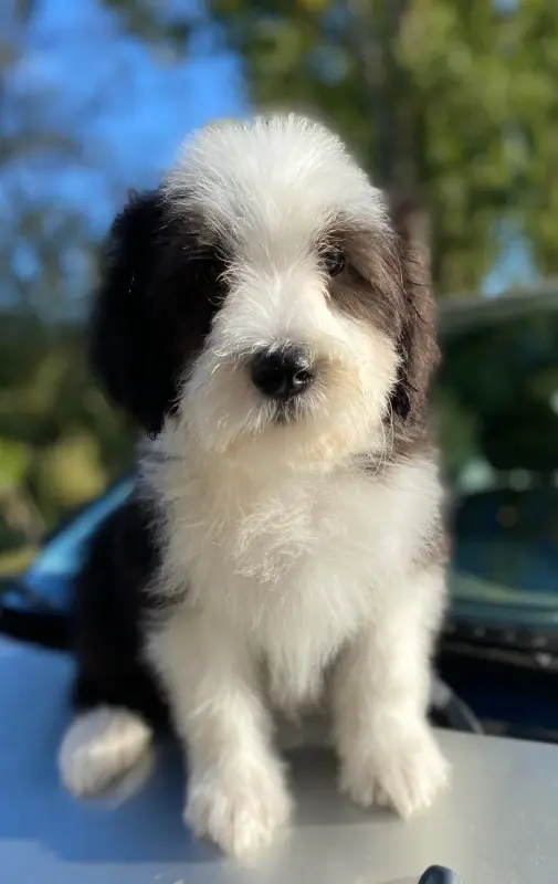 Portée de Bearded collie, élevage Of Pure Magic Wood