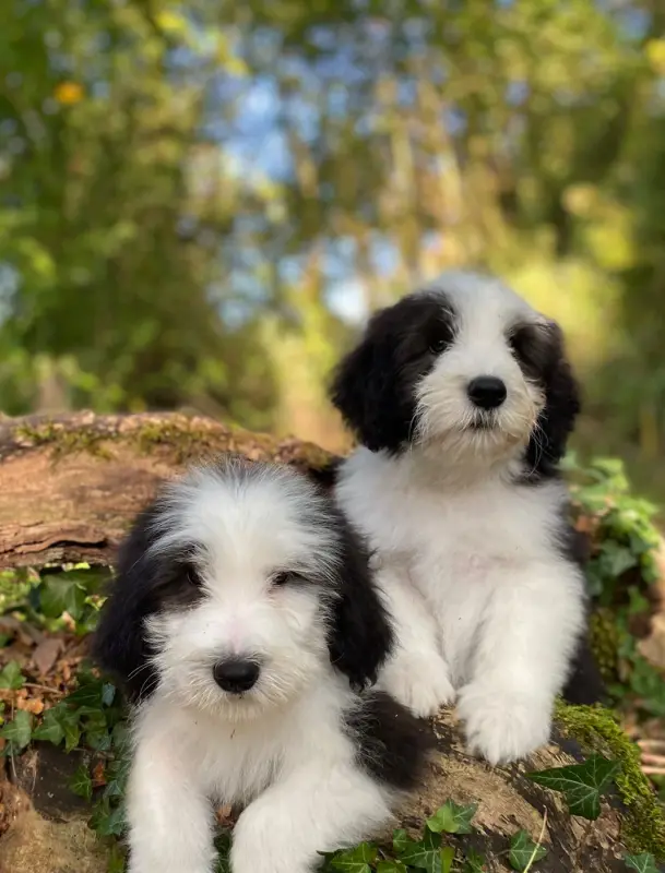Portée de Bearded collie, élevage Of Pure Magic Wood
