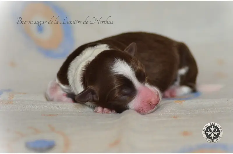Portée de Border collie, élevage De la Lumiere de Nerthus