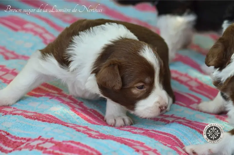 Portée de Border collie, élevage De la Lumiere de Nerthus
