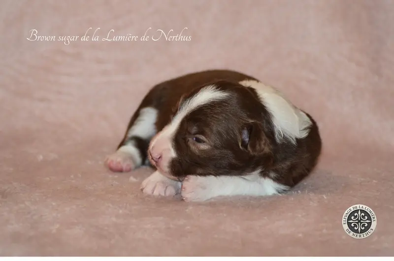 Portée de Border collie, élevage De la Lumiere de Nerthus