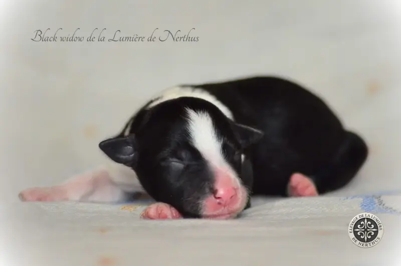 Portée de Border collie, élevage De la Lumiere de Nerthus